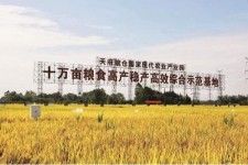 百色关于成都商务伴游外围雇用的信息